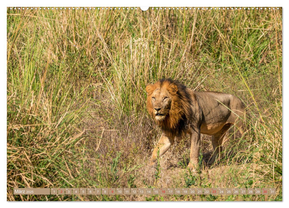 Wildlife Sambia (CALVENDO Wandkalender 2025)