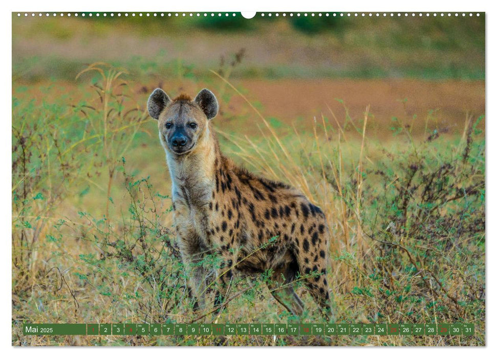 Wildlife Sambia (CALVENDO Wandkalender 2025)