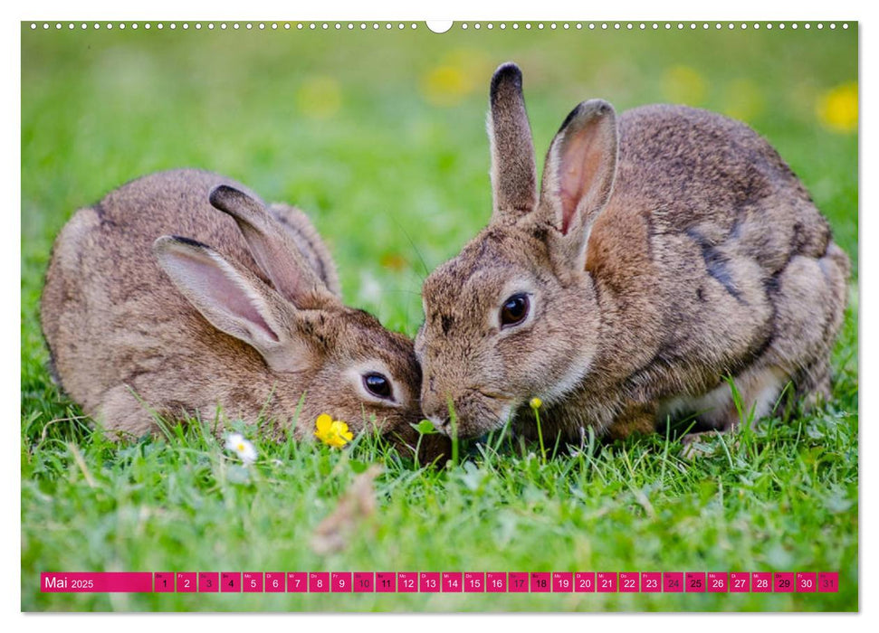 Kaninchen. Putzig, flauschig und geliebt (CALVENDO Premium Wandkalender 2025)