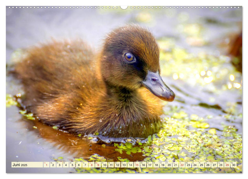 Enten. Beliebt, hübsch und imposant (CALVENDO Premium Wandkalender 2025)