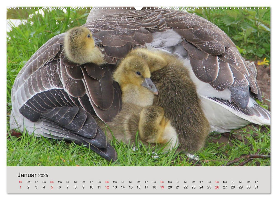 Gänse. Von wegen dumme Gans! (CALVENDO Premium Wandkalender 2025)