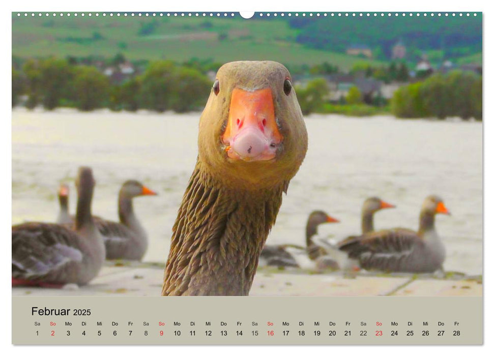 Gänse. Von wegen dumme Gans! (CALVENDO Premium Wandkalender 2025)