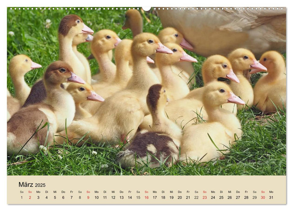 Gänse. Von wegen dumme Gans! (CALVENDO Premium Wandkalender 2025)