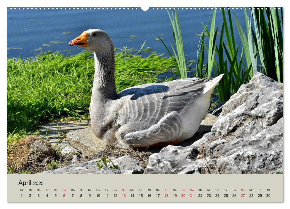 Gänse. Von wegen dumme Gans! (CALVENDO Premium Wandkalender 2025)