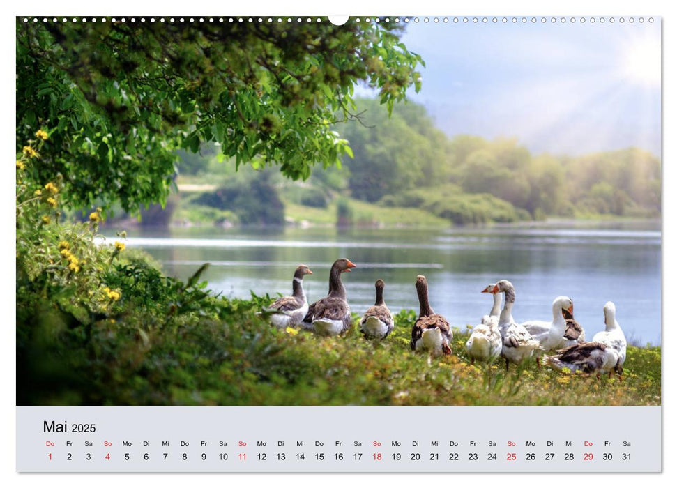 Gänse. Von wegen dumme Gans! (CALVENDO Premium Wandkalender 2025)