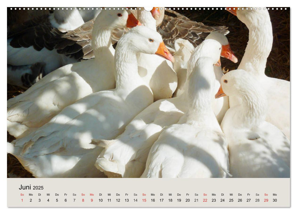 Gänse. Von wegen dumme Gans! (CALVENDO Premium Wandkalender 2025)