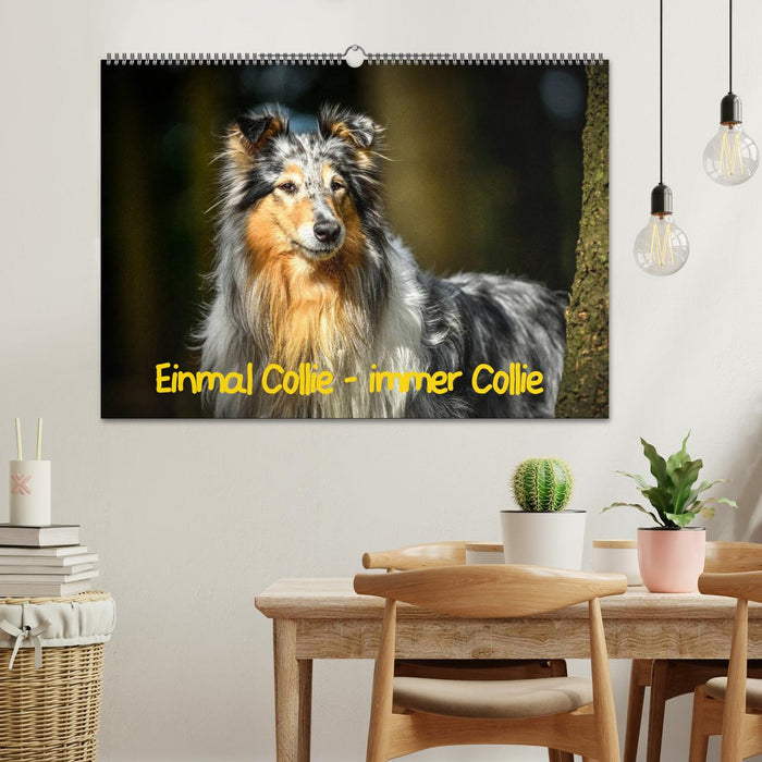 Einmal Collie - immer Collie (CALVENDO Wandkalender 2025)