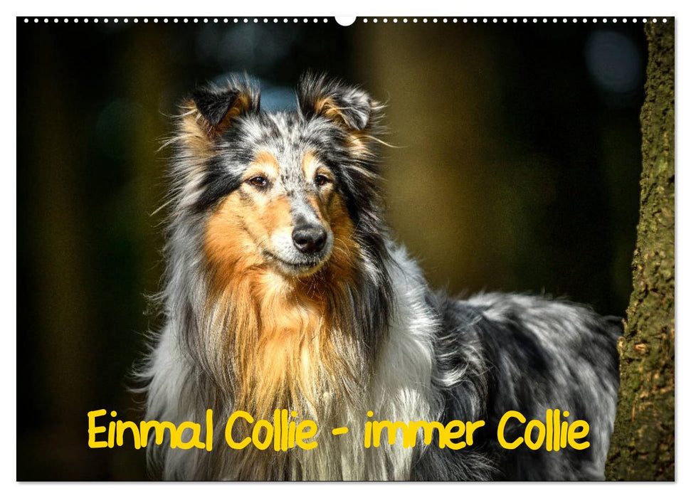 Einmal Collie - immer Collie (CALVENDO Wandkalender 2025)