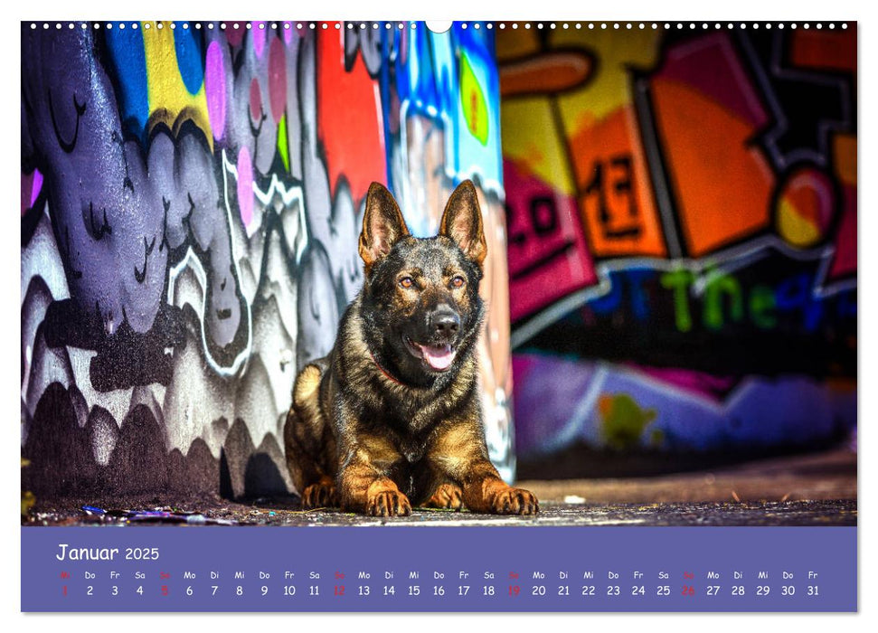 Hunde und Graffiti (CALVENDO Wandkalender 2025)
