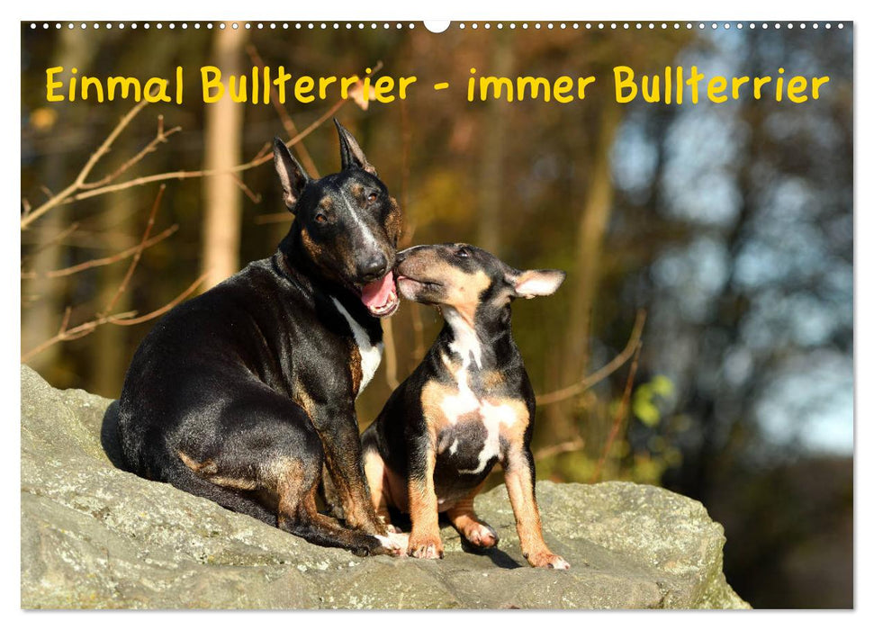 Einmal Bullterrier - immer Bullterrier (CALVENDO Wandkalender 2025)