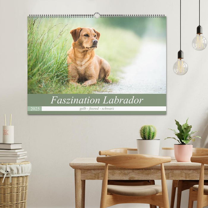 Faszination Labrador - gelb, foxred, schwarz (CALVENDO Wandkalender 2025)