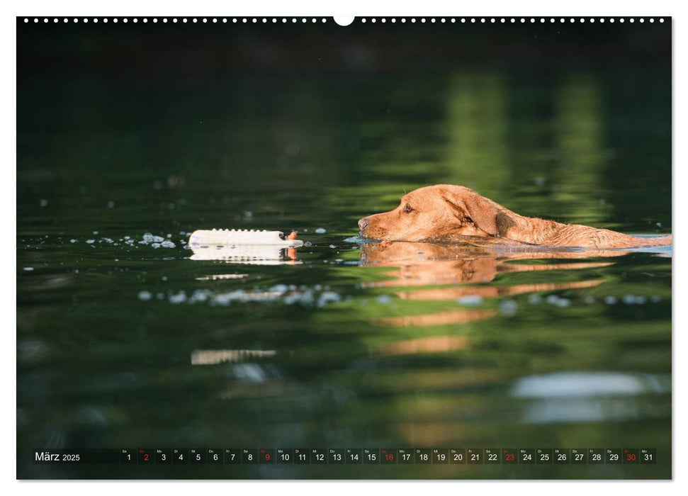 Faszination Labrador - gelb, foxred, schwarz (CALVENDO Wandkalender 2025)