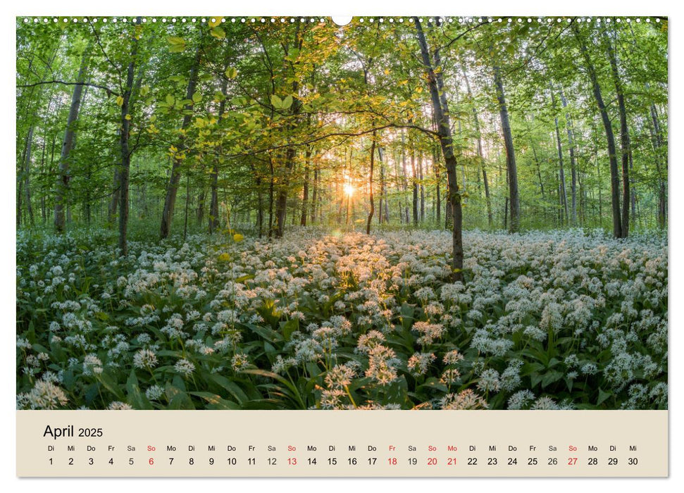 Der Wald. Durch zauberhafte Waldlandschaften (CALVENDO Premium Wandkalender 2025)