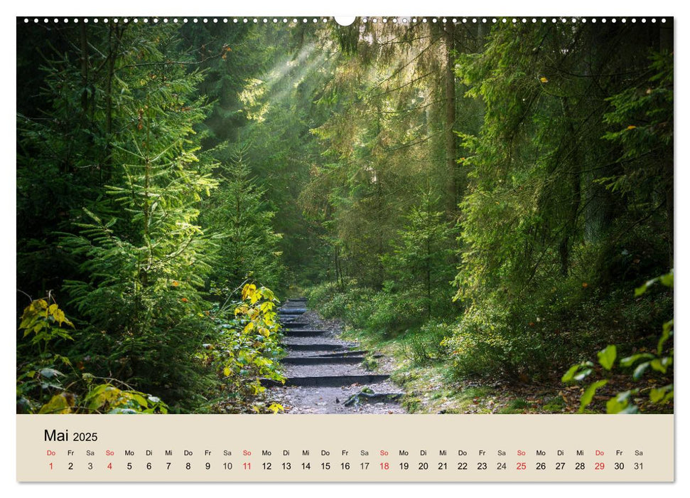 Der Wald. Durch zauberhafte Waldlandschaften (CALVENDO Premium Wandkalender 2025)