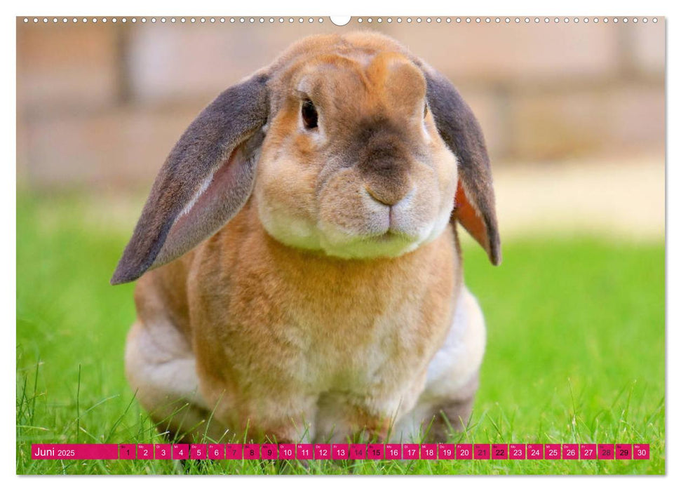 Kaninchen. Putzig, flauschig und geliebt (CALVENDO Wandkalender 2025)