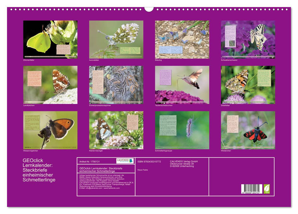 GEOclick Lernkalender: Steckbriefe einheimischer Schmetterlinge (CALVENDO Wandkalender 2025)