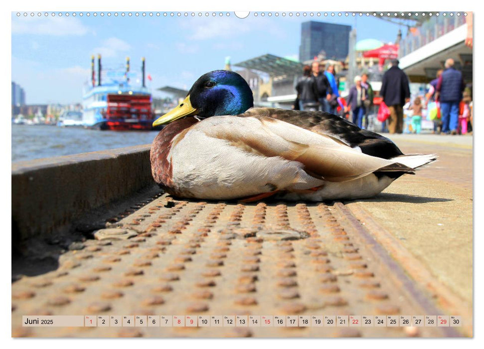 Hamburg - Unvergessliche Impressionen (CALVENDO Premium Wandkalender 2025)