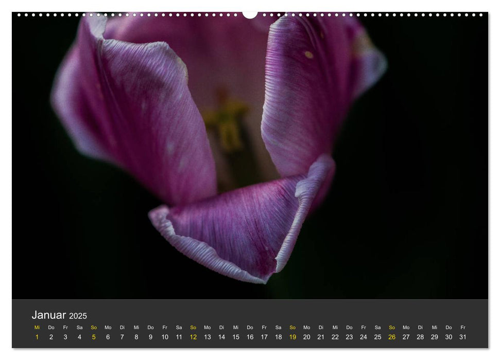 Tulpen - die bunte Vielfalt (CALVENDO Premium Wandkalender 2025)