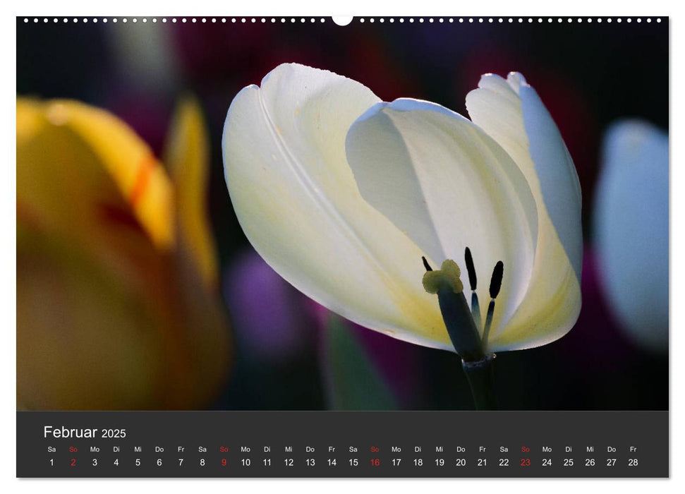 Tulpen - die bunte Vielfalt (CALVENDO Premium Wandkalender 2025)