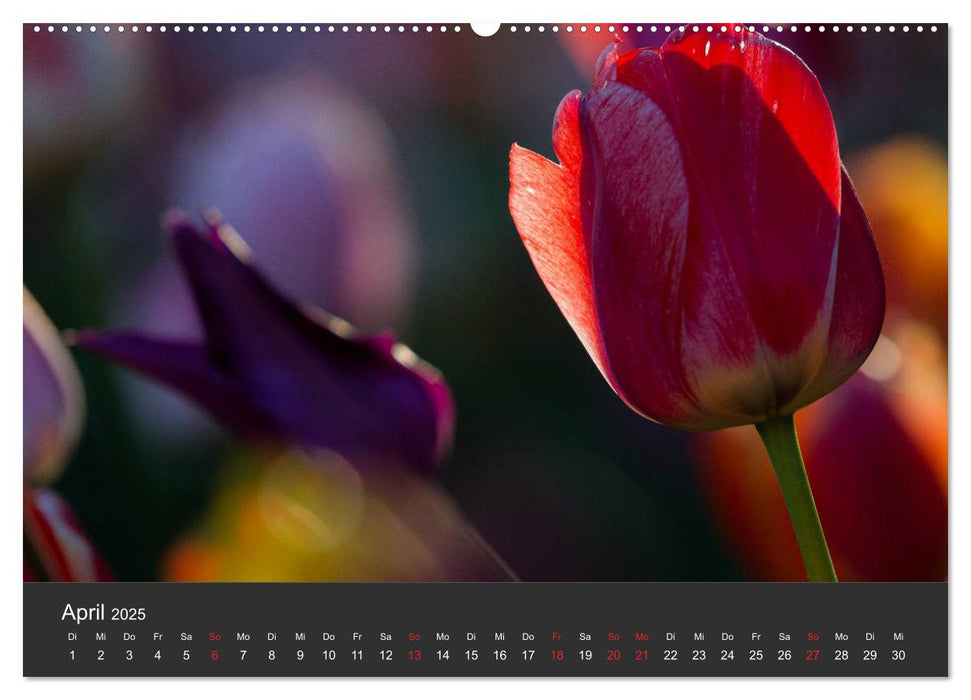 Tulpen - die bunte Vielfalt (CALVENDO Premium Wandkalender 2025)