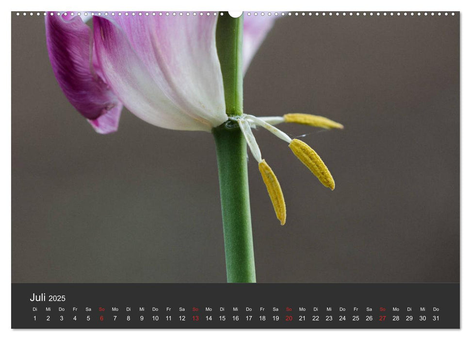 Tulpen - die bunte Vielfalt (CALVENDO Premium Wandkalender 2025)