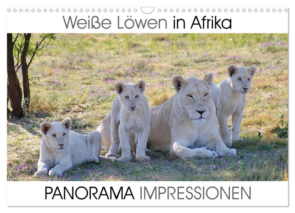 Weiße Löwen in Afrika PANORAMA IMPRESSIONEN (CALVENDO Wandkalender 2025)