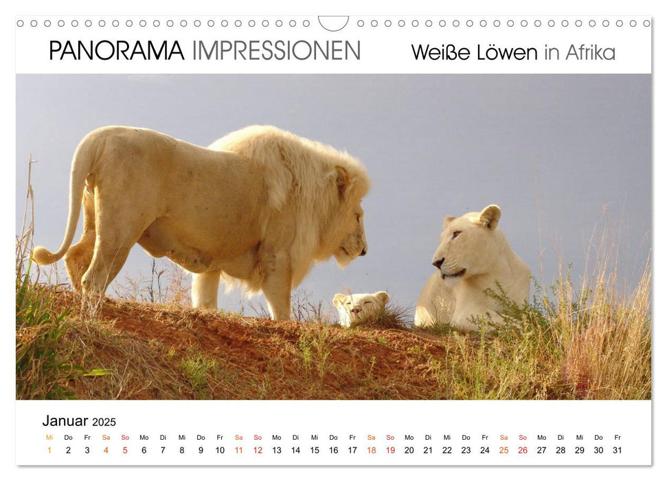 Weiße Löwen in Afrika PANORAMA IMPRESSIONEN (CALVENDO Wandkalender 2025)