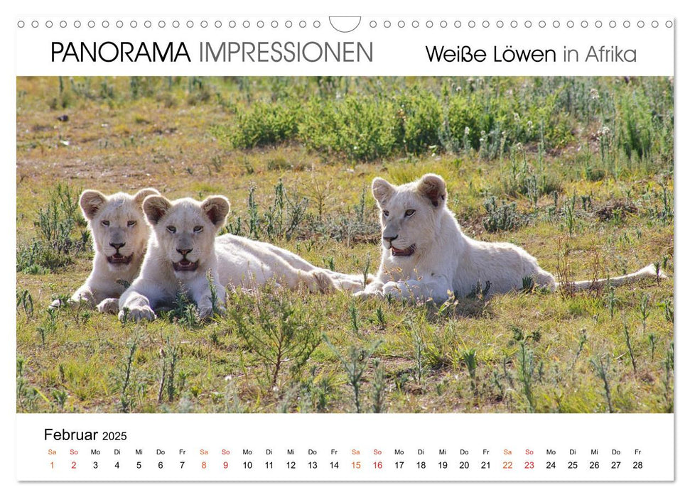 Weiße Löwen in Afrika PANORAMA IMPRESSIONEN (CALVENDO Wandkalender 2025)