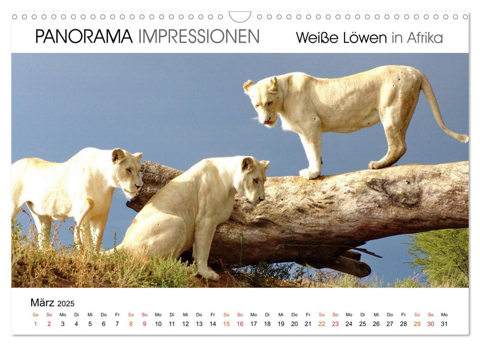 Weiße Löwen in Afrika PANORAMA IMPRESSIONEN (CALVENDO Wandkalender 2025)