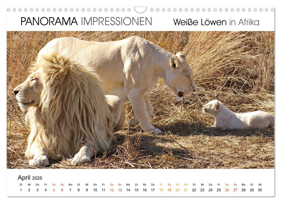 Weiße Löwen in Afrika PANORAMA IMPRESSIONEN (CALVENDO Wandkalender 2025)