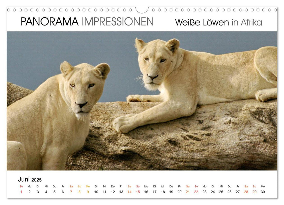 Weiße Löwen in Afrika PANORAMA IMPRESSIONEN (CALVENDO Wandkalender 2025)