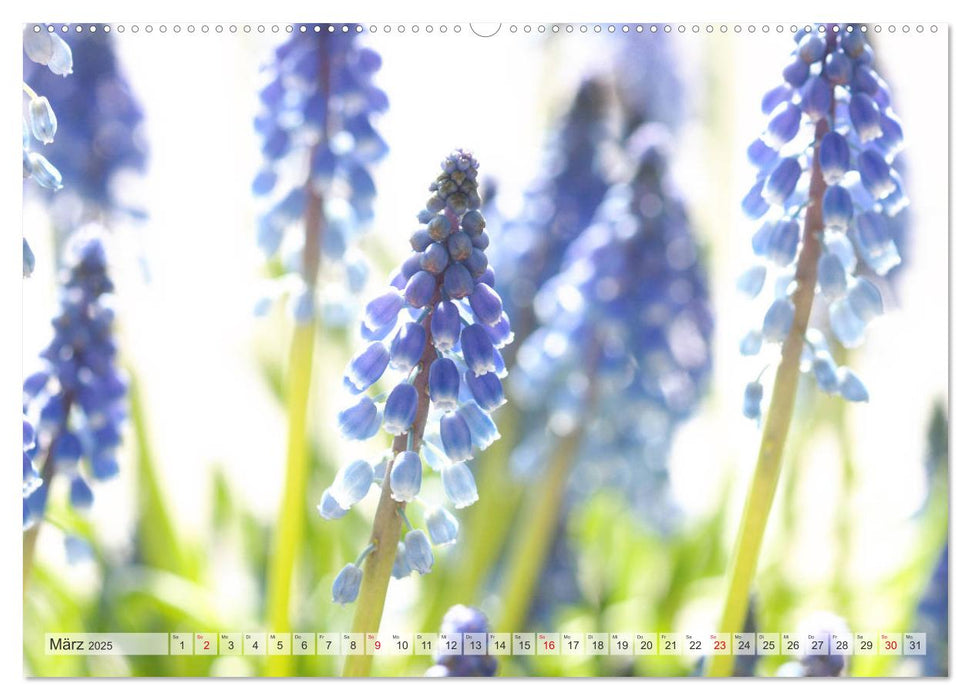 Blumenlust (CALVENDO Premium Wandkalender 2025)