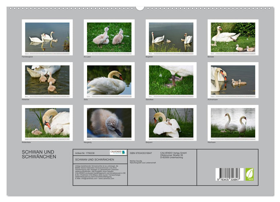 SCHWAN UND SCHWÄNCHEN (CALVENDO Premium Wandkalender 2025)