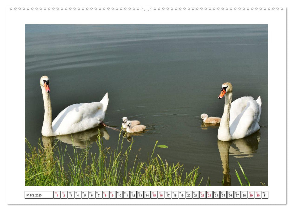 SCHWAN UND SCHWÄNCHEN (CALVENDO Premium Wandkalender 2025)