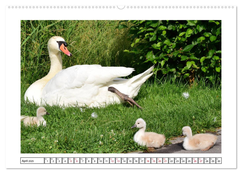 SCHWAN UND SCHWÄNCHEN (CALVENDO Premium Wandkalender 2025)