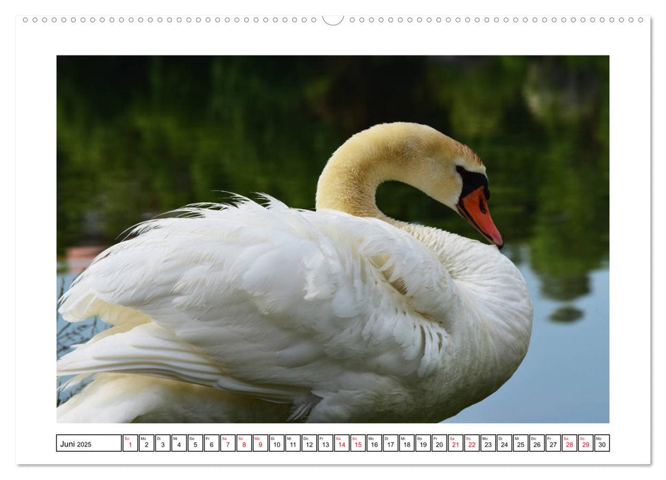 SCHWAN UND SCHWÄNCHEN (CALVENDO Premium Wandkalender 2025)