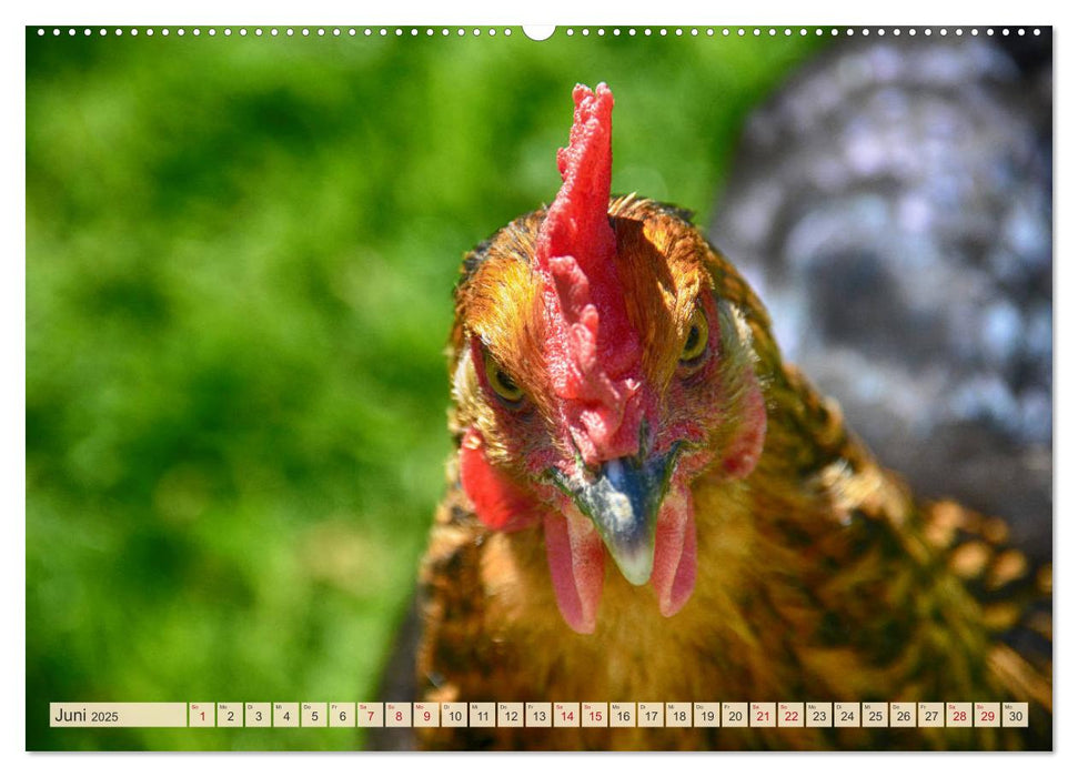 Charmante Hühner (CALVENDO Wandkalender 2025)