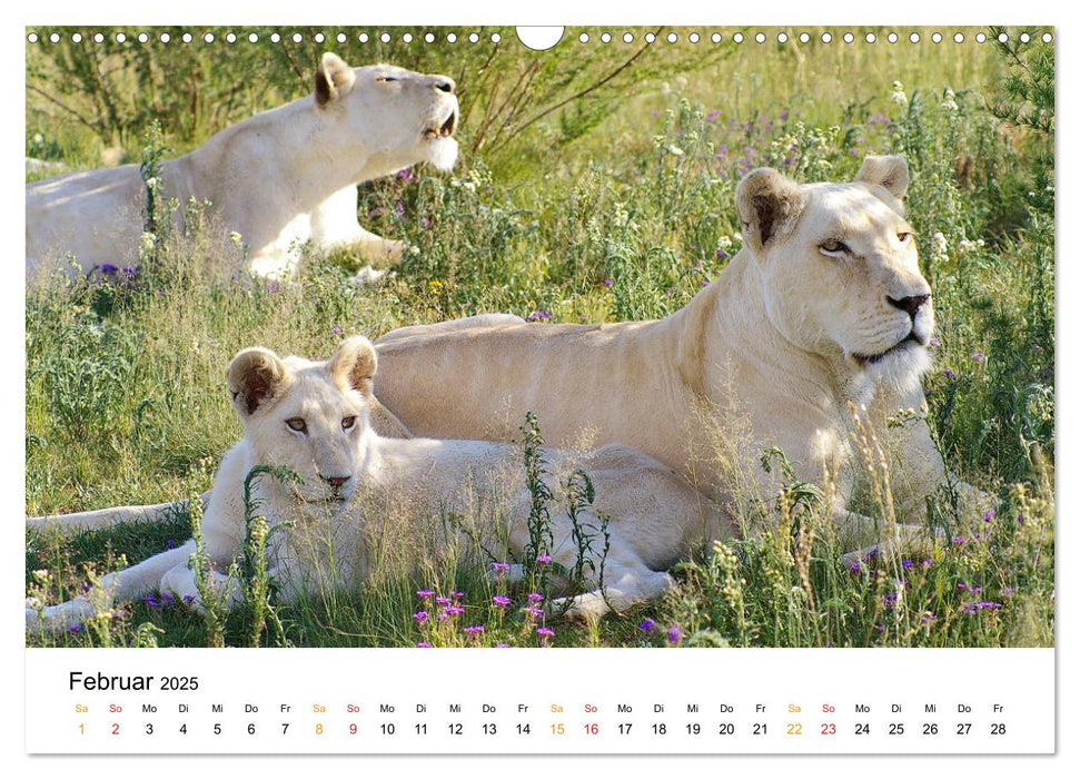 FAZINATION Weiße Löwen (CALVENDO Wandkalender 2025)