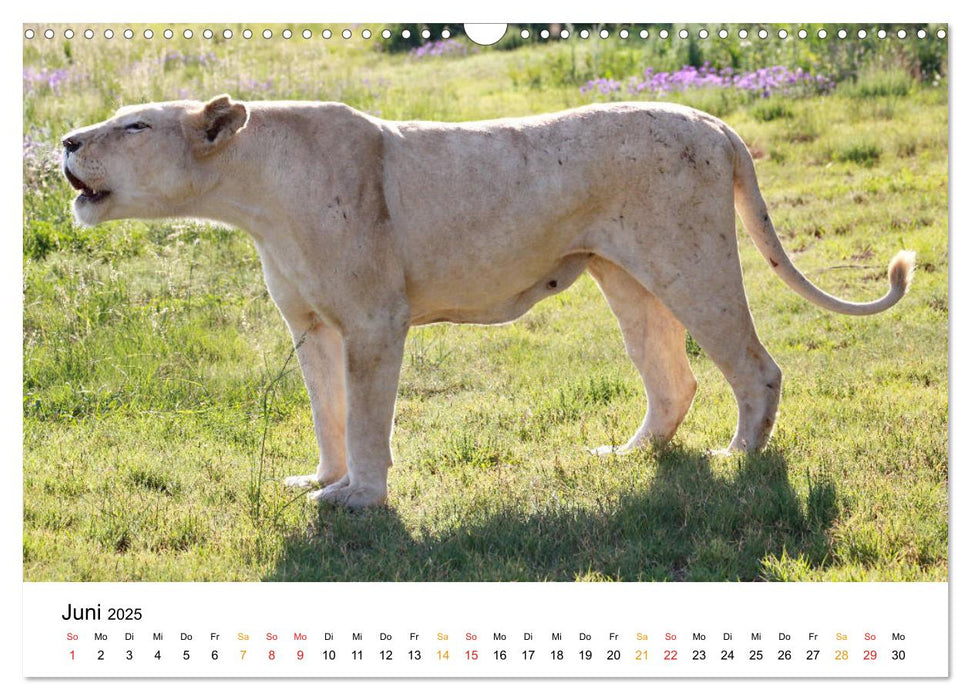FAZINATION Weiße Löwen (CALVENDO Wandkalender 2025)