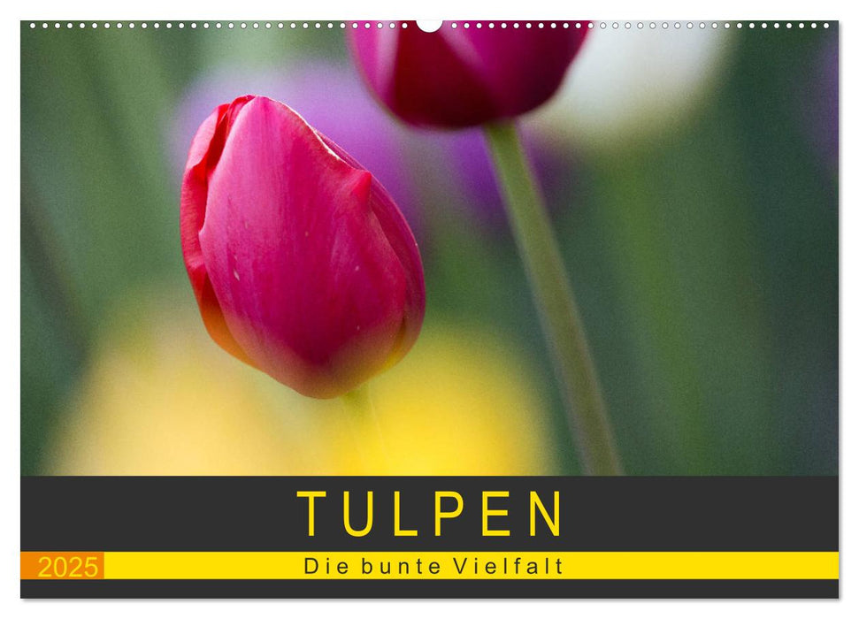 Tulpen - die bunte Vielfalt (CALVENDO Wandkalender 2025)