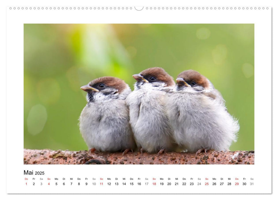 Gefiederte Gartengäste, Spatzenleben (CALVENDO Premium Wandkalender 2025)