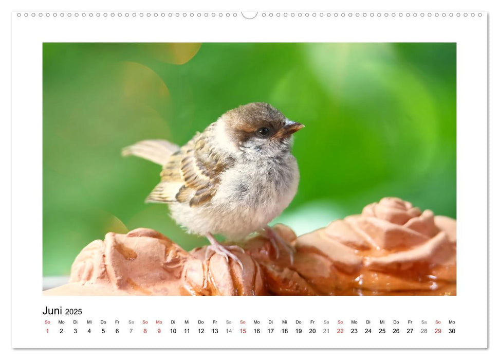 Gefiederte Gartengäste, Spatzenleben (CALVENDO Premium Wandkalender 2025)