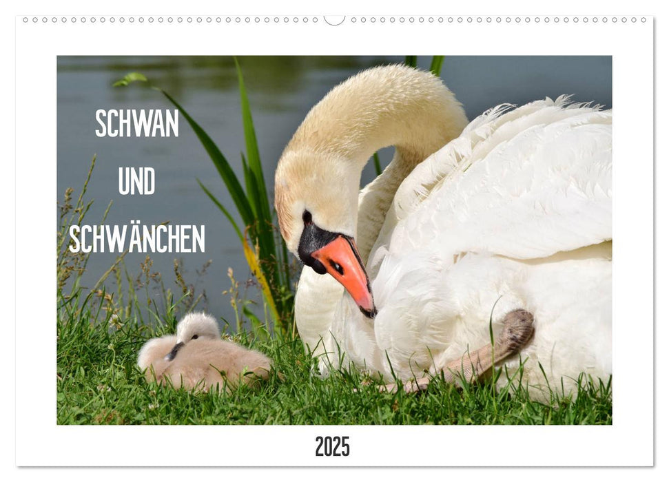 SCHWAN UND SCHWÄNCHEN (CALVENDO Wandkalender 2025)