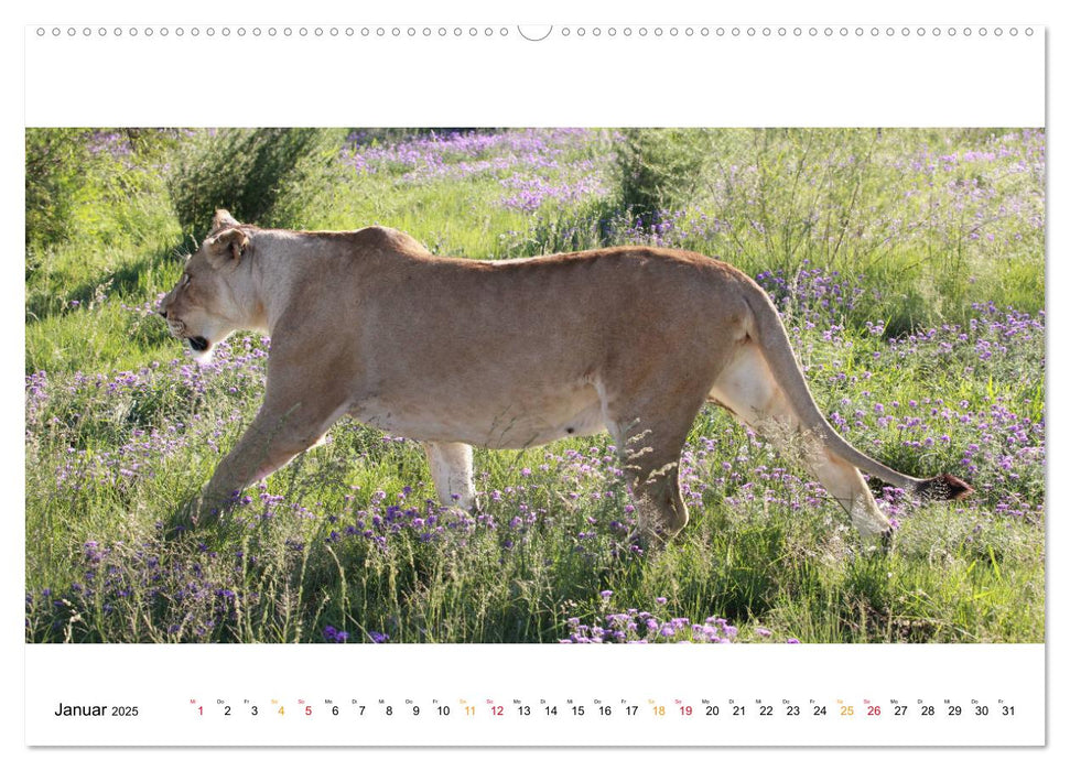 AFRIKAS TIERWELT Panorama Impressionen (CALVENDO Premium Wandkalender 2025)