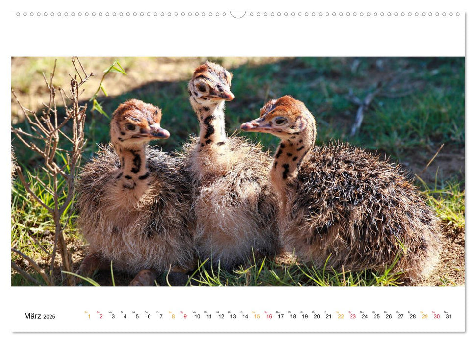 AFRIKAS TIERWELT Panorama Impressionen (CALVENDO Premium Wandkalender 2025)