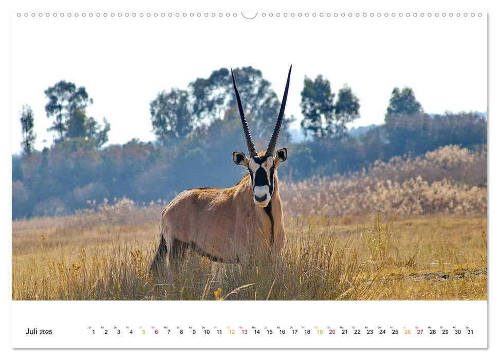 AFRIKAS TIERWELT Panorama Impressionen (CALVENDO Premium Wandkalender 2025)