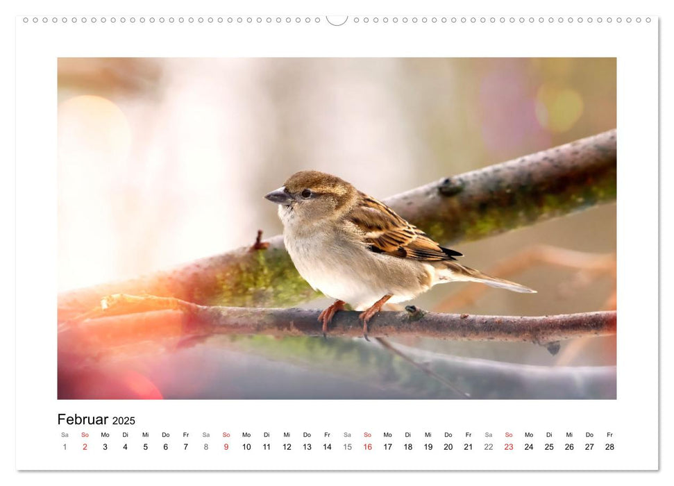 Gefiederte Gartengäste, Spatzenleben (CALVENDO Wandkalender 2025)