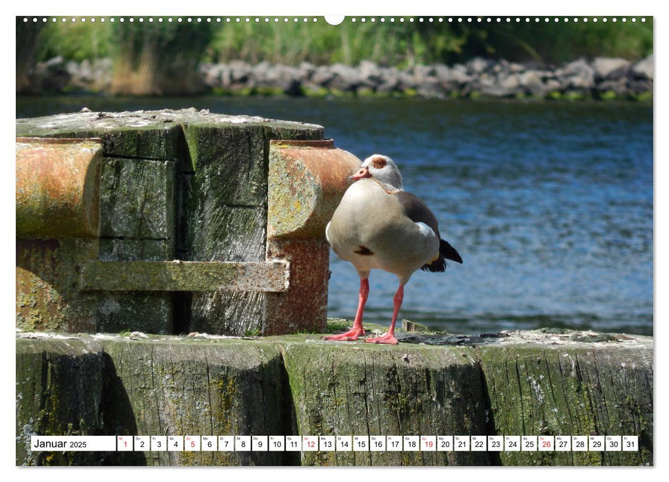 Schleswig-Holstein Moin Moin (CALVENDO Premium Wandkalender 2025)