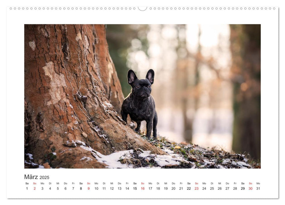 Herzenshunde 2025 (CALVENDO Premium Wandkalender 2025)