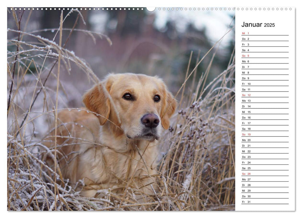 Goldig durch das Jahr! (CALVENDO Premium Wandkalender 2025)